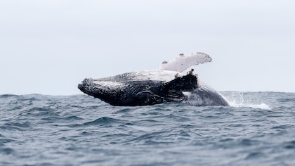 El impresionante viaje de las ballenas jorobadas a Ecuador
