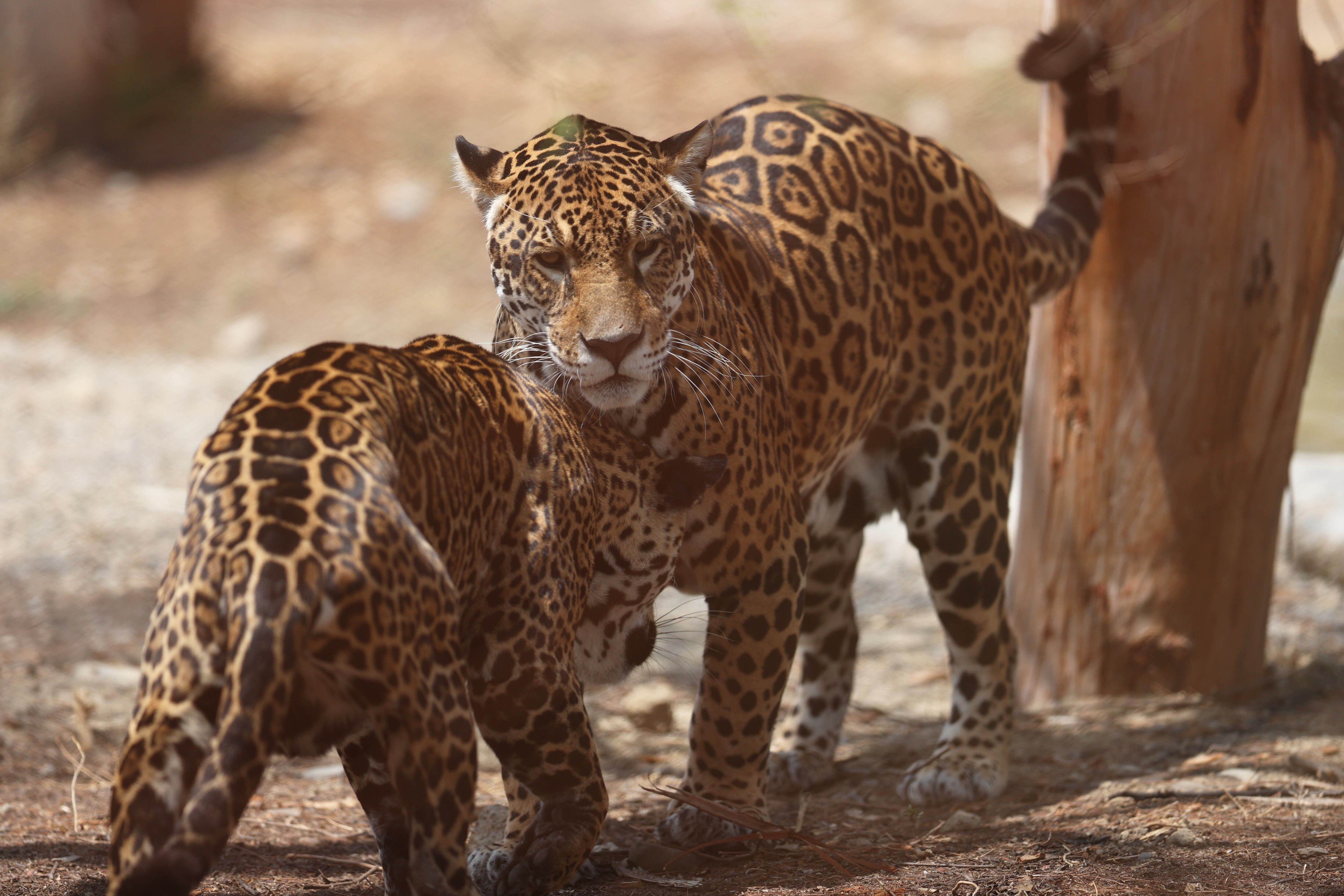 Jaguares tráfico - Bolivia - 2024