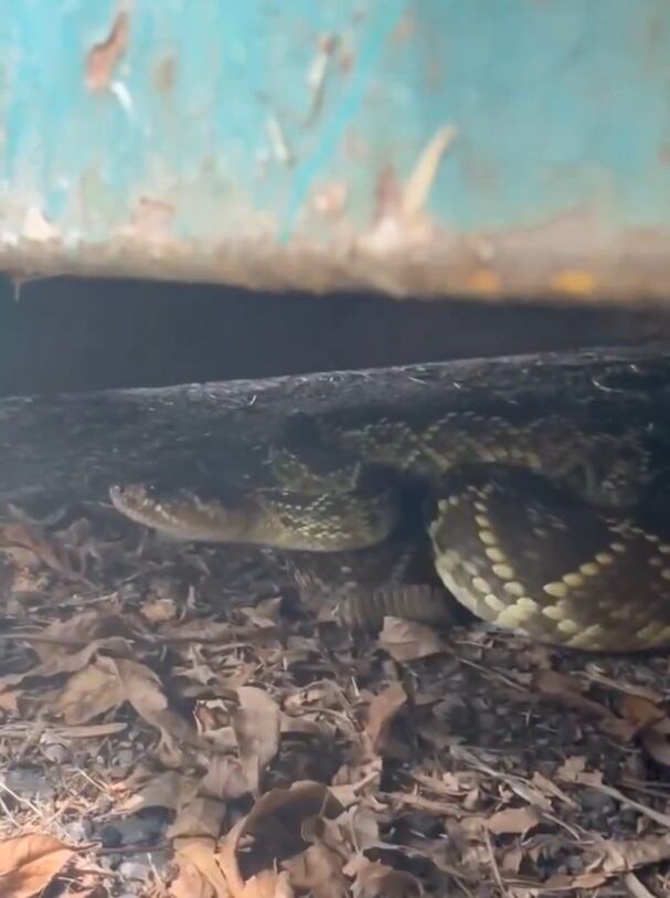 rescatan serpiente cascabel ciudad universitaria UNAM - 18 agosto