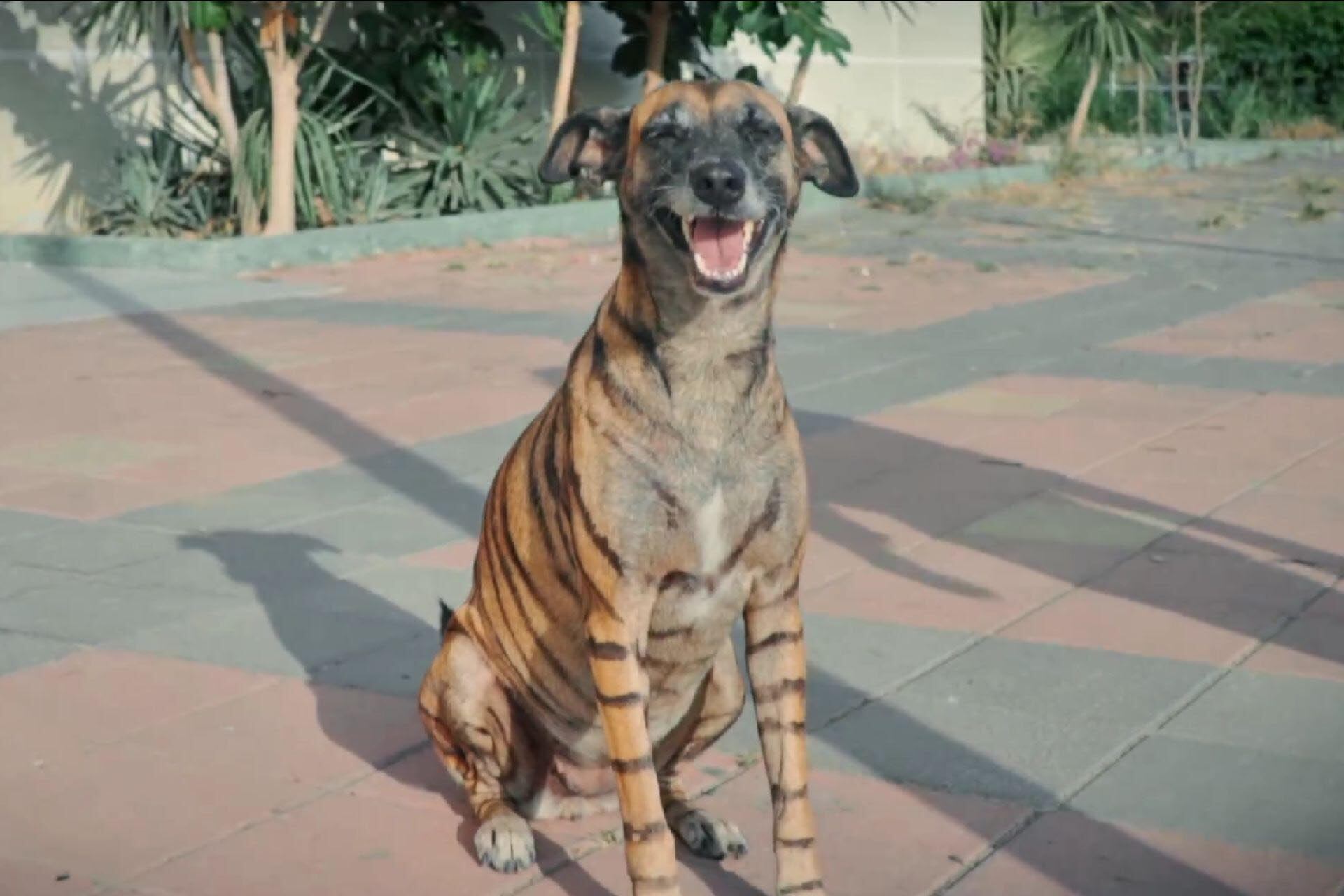 La canina fue rescatada de un basurero en la alcaldía de Playas, en Ecuador, actualmente tiene cinco años y no se separa en ningún momento de la mujer que le salvó la vida