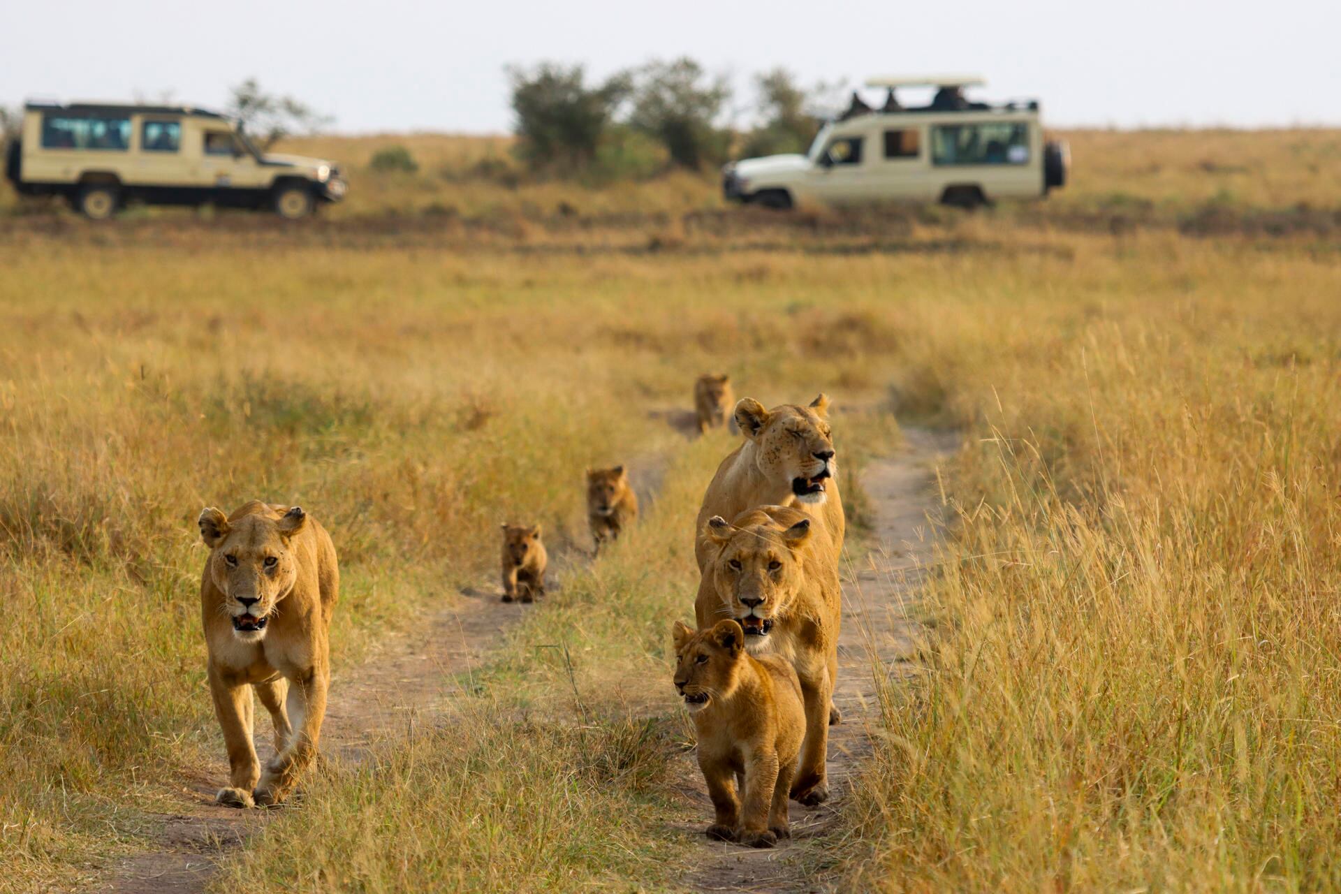 Masái Mara turistas - Kenia - 2024