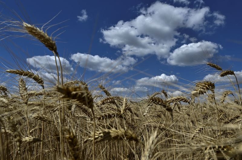 Granos robados de Ucrania se mezclan con mercancías legales antes de venderse en mercados internacionales, dificultando la detección. (REUTERS/Stringer)