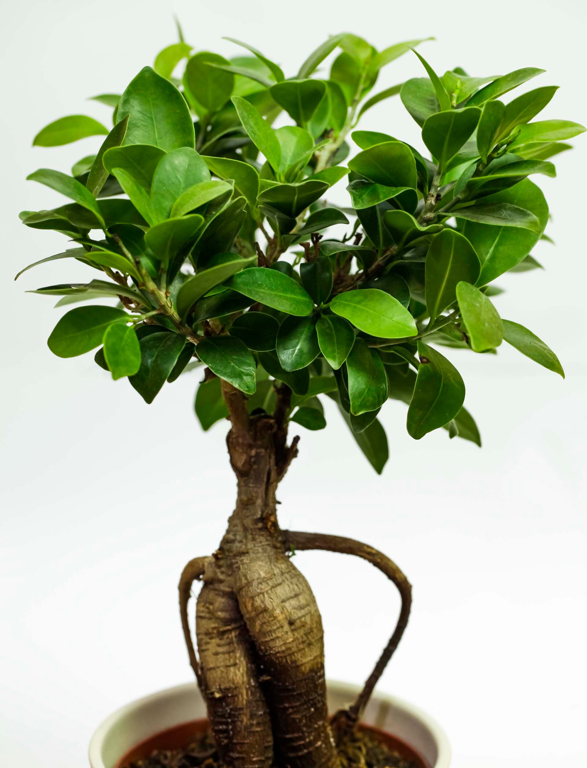 Ficus