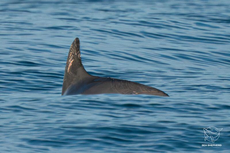 La vaquita marina se encuentra exclusivamente en el alto golfo de California (Sea Shepherd Conservation Society/Handout via REUTERS)