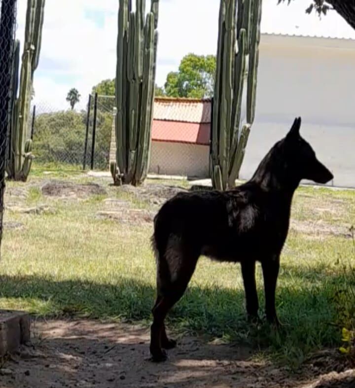 Laika, perro, amparo, amparos, Durango, mascotas, animales, juez, Mario Pozo