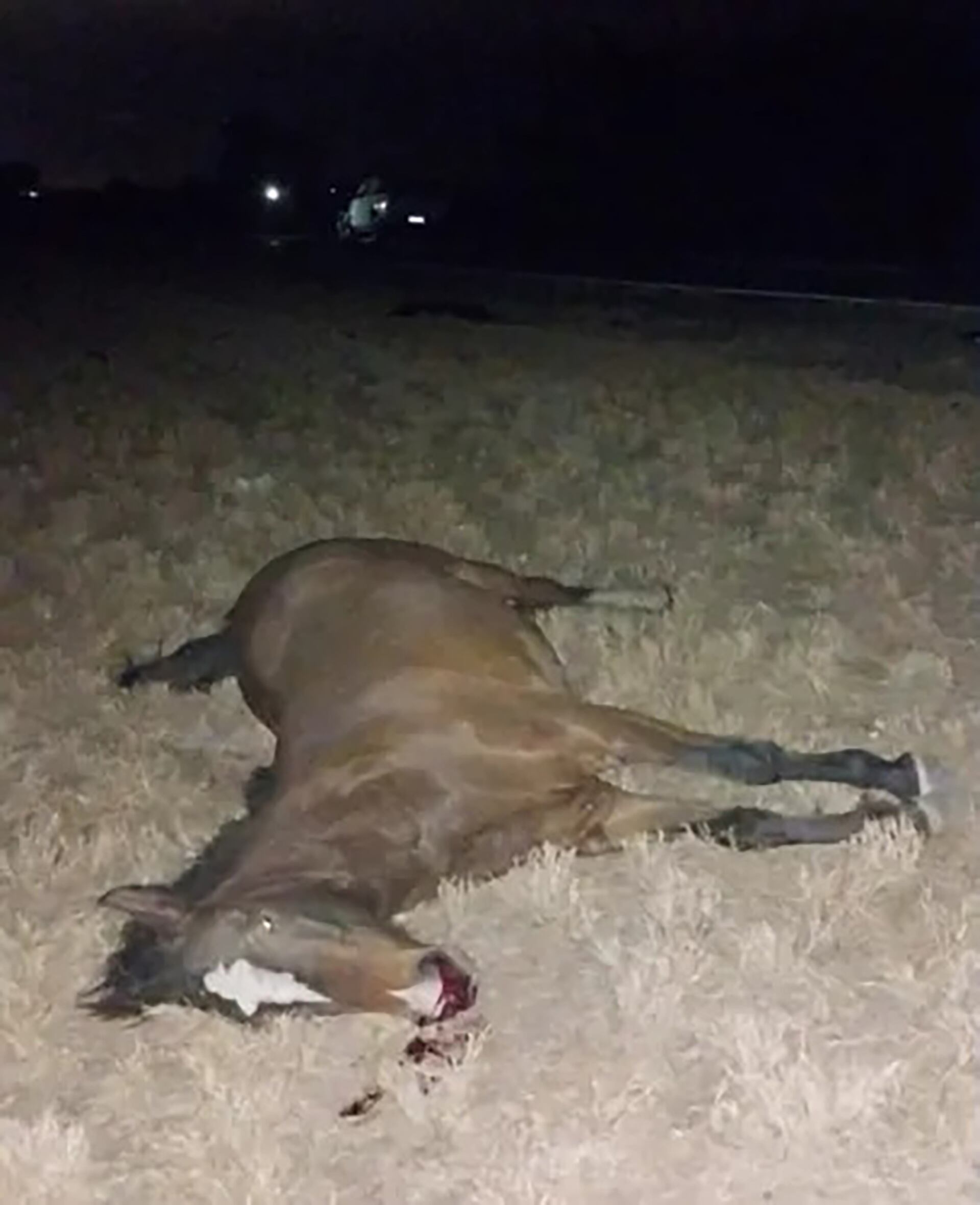 Intendenta Santiago del Estero choco contra un caballo