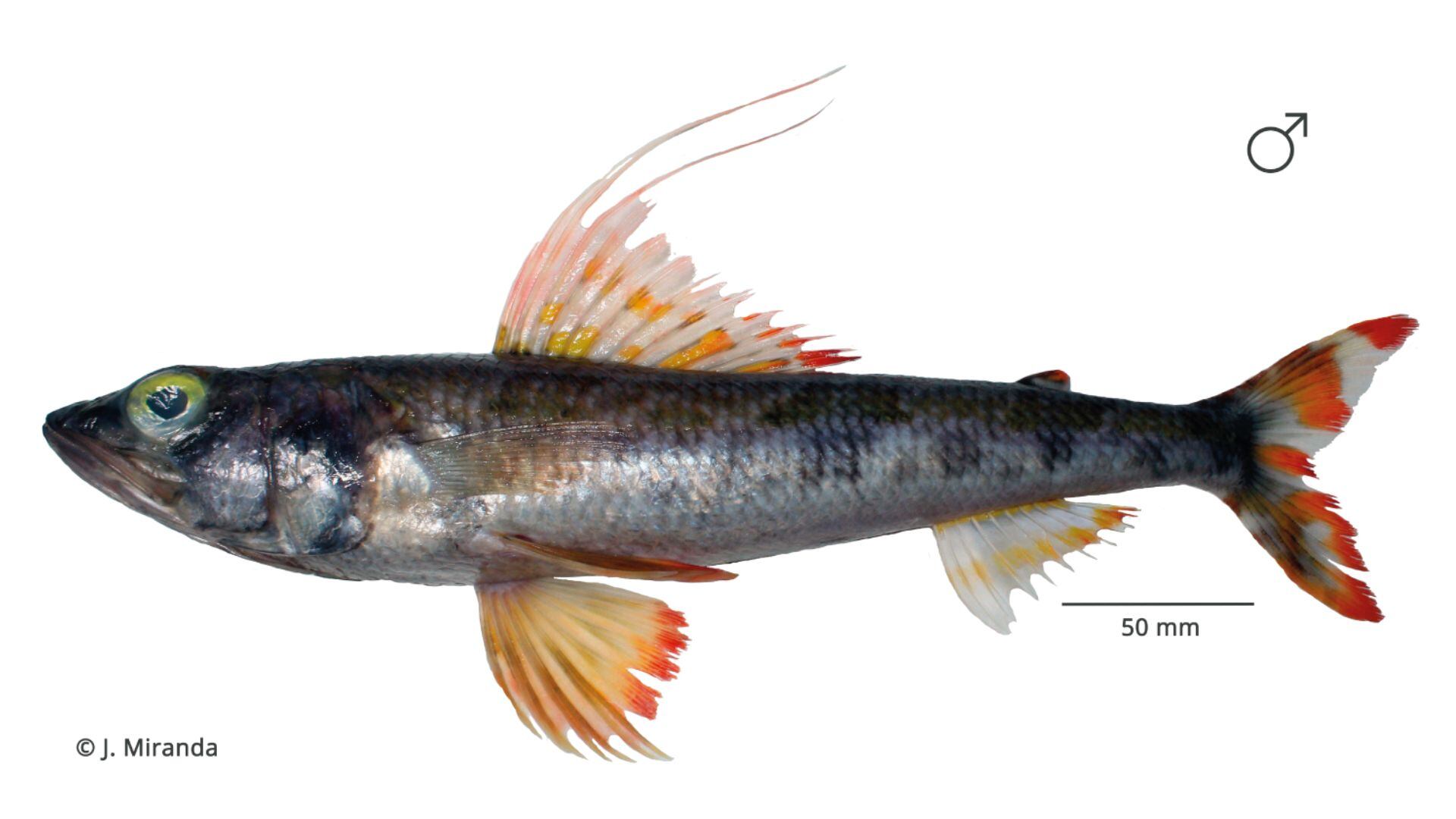 En los ejemplares analizados se encontraron características morfológicas que los diferencian de otras especies del género Aulopus.