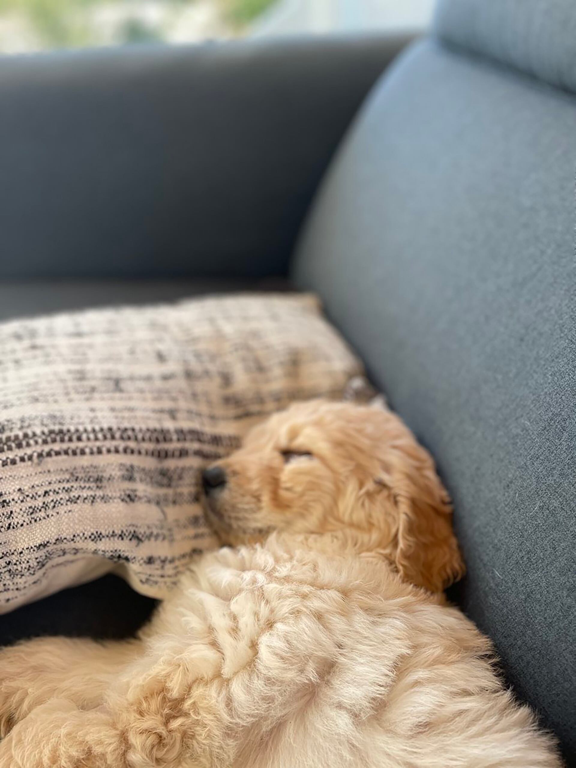 La última foto que tomaron de Toby, está cansado y lucha por recuperarse de sus problemas de salud