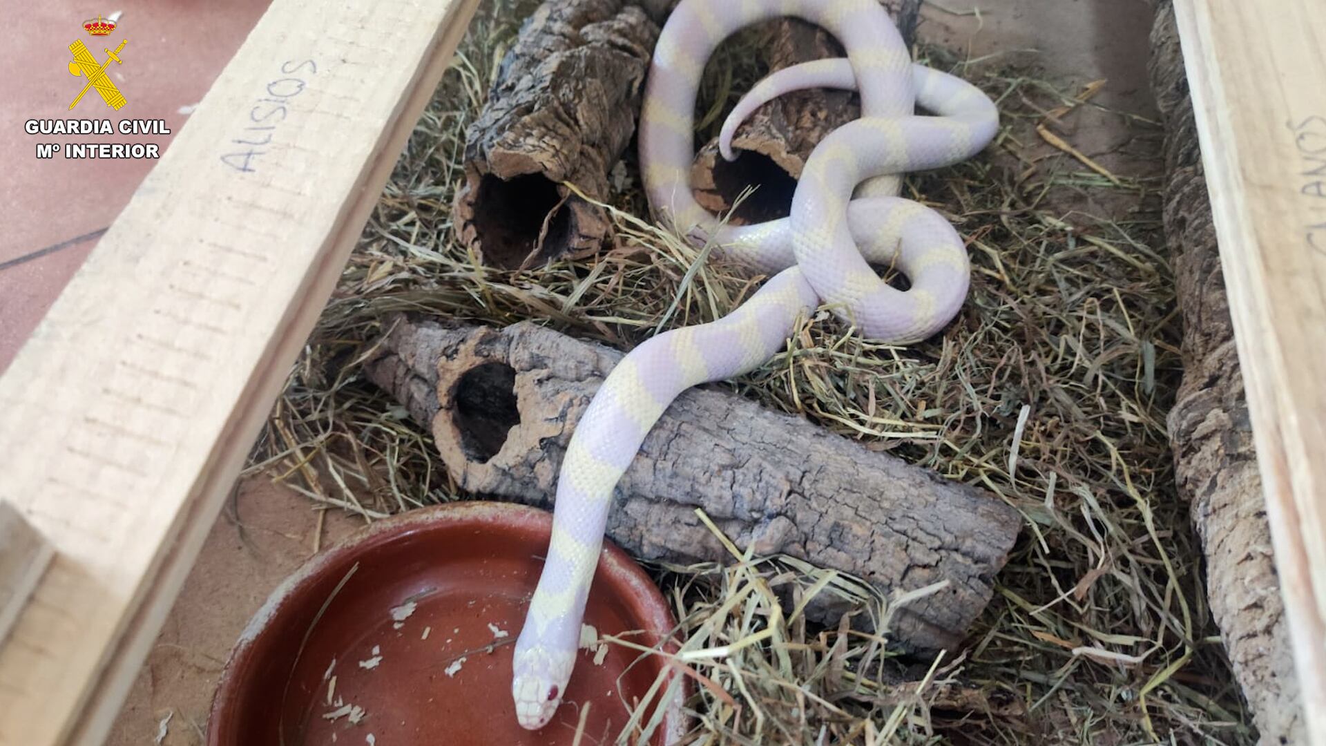 Serpiente incautada en una vivienda de Gran Canaria (Guardia Civil)