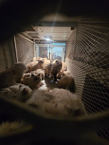 Los gatos, en estado crítico