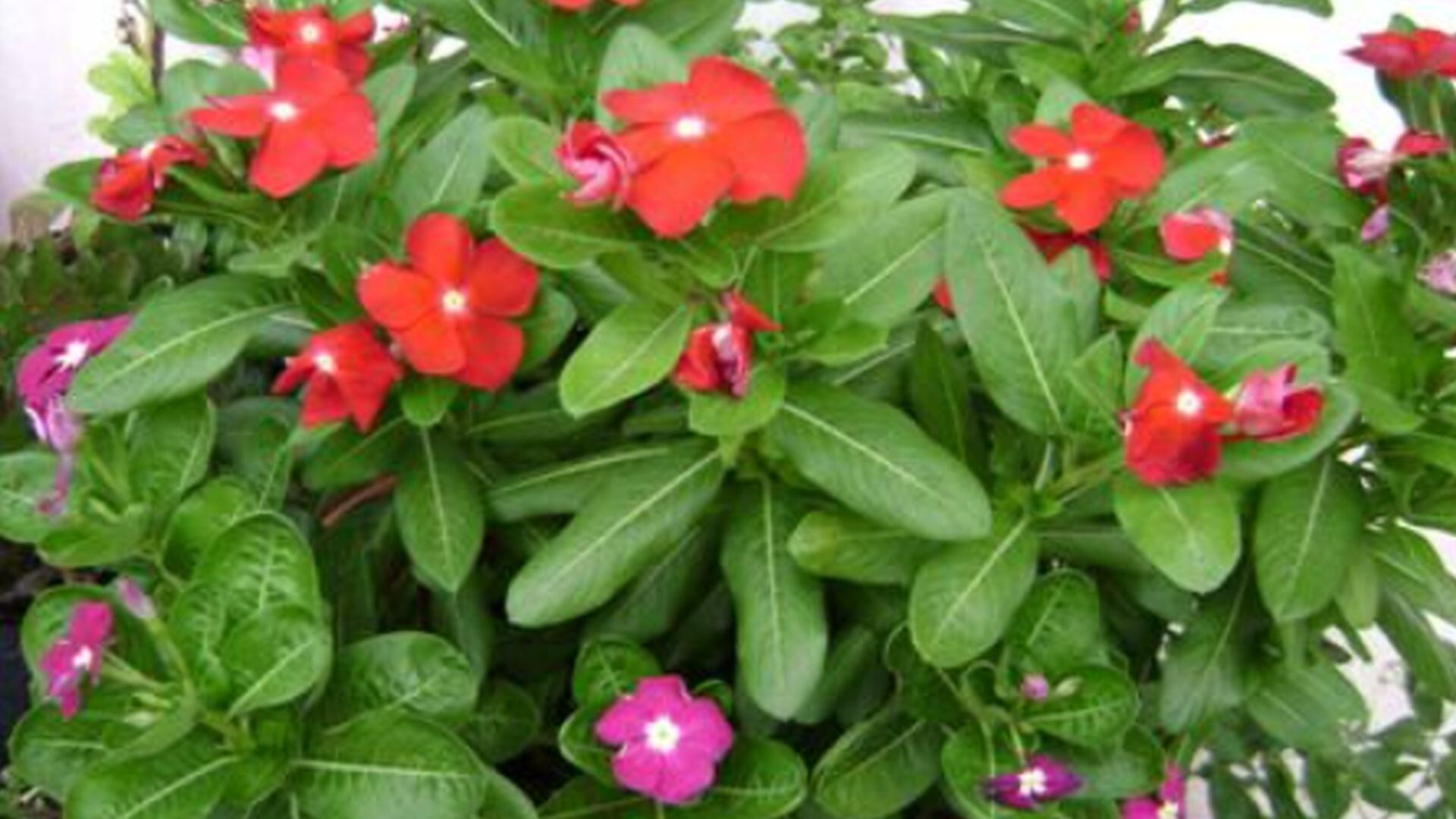 Isabelita - Catharanthus roseus - planta - Perú - historias - 2 julio