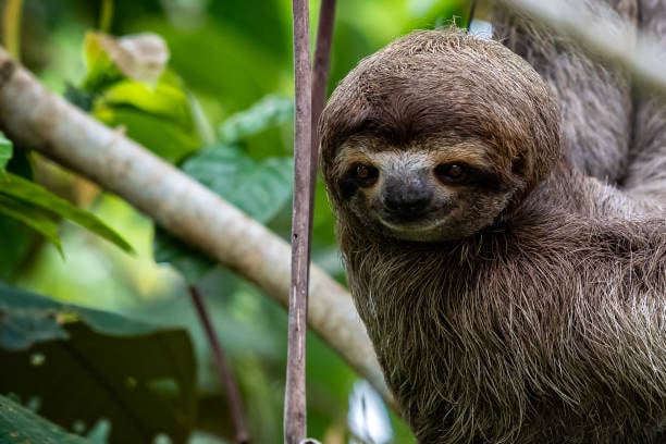 Usuarios en redes sociales apoyan a los tiktokers checos que denuncian el maltrato animal en Cartagena, fomentando una discusión sobre la regulación del turismo - crédito iStock