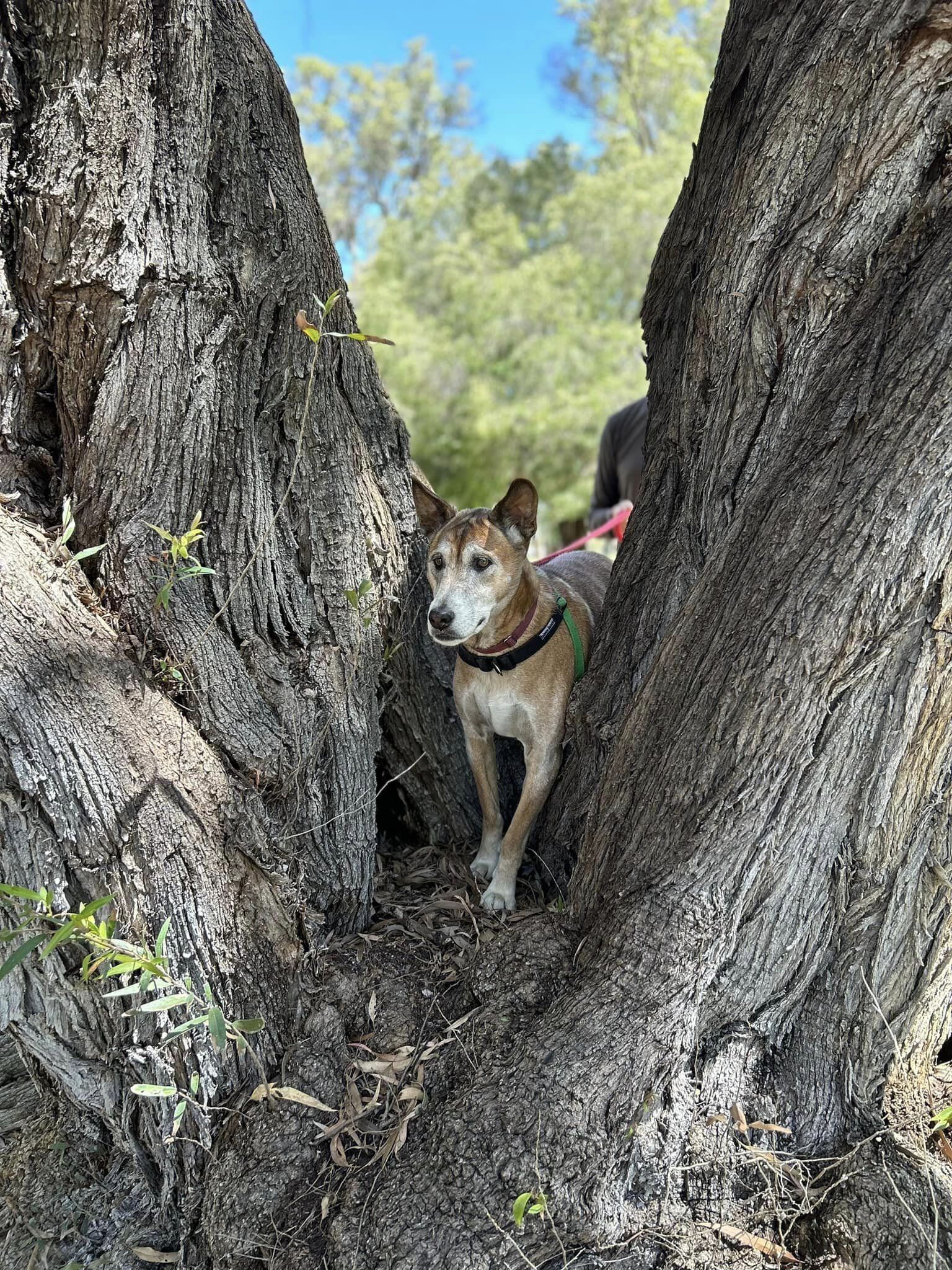 Cooee, perros, dingos, razas de perros, mascotas, Australia, animales