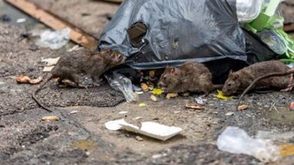 Comunidad denuncia invasión de ratas en el barrio Bosa Brasilia de Bogotá