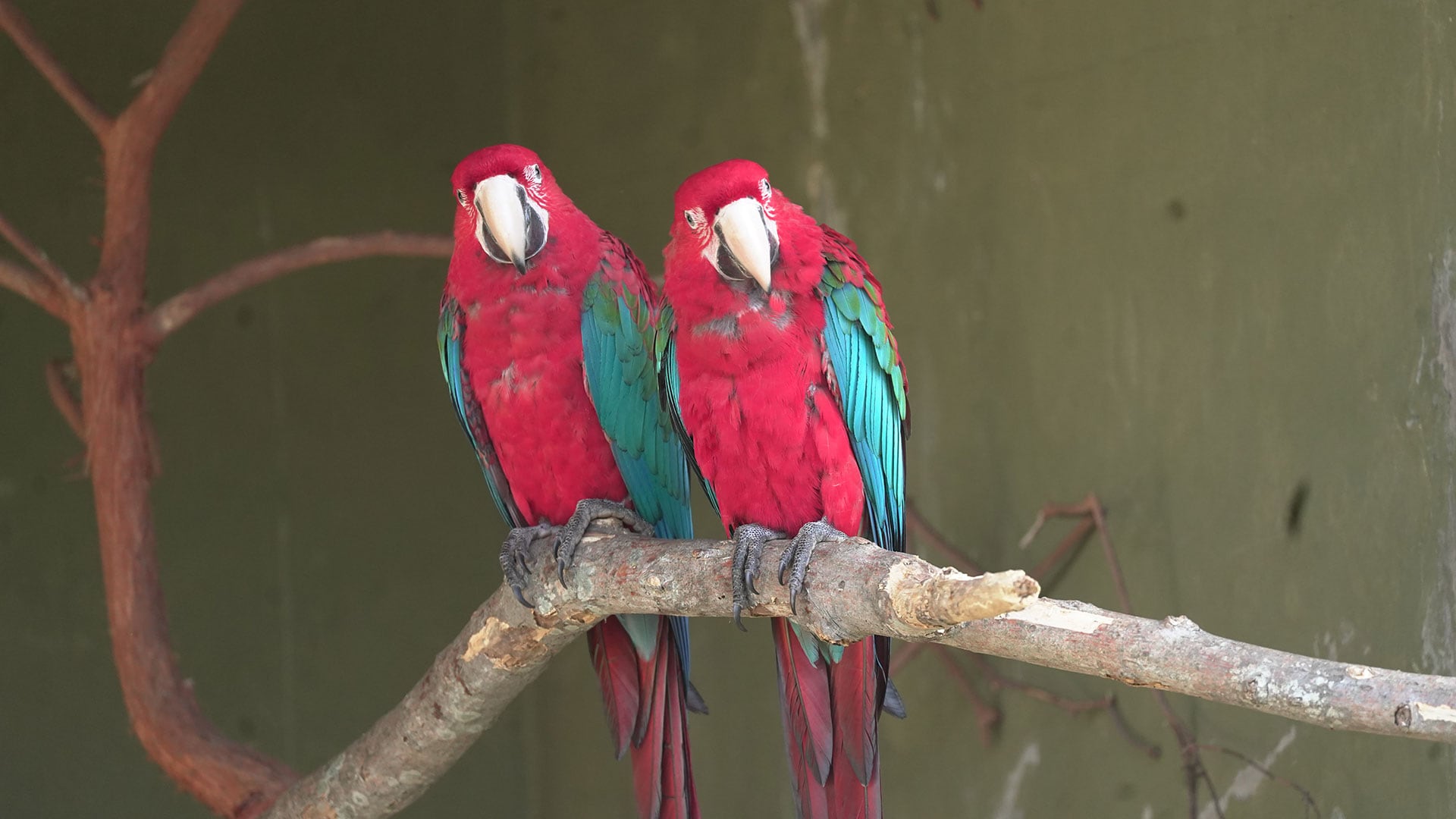 Fundación Temaiken - Guacamayo Rojo