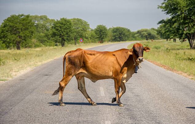 Las vacas en la vía suelen ser un verdadero problema en varios municipios de la región Caribe - crédito Getty