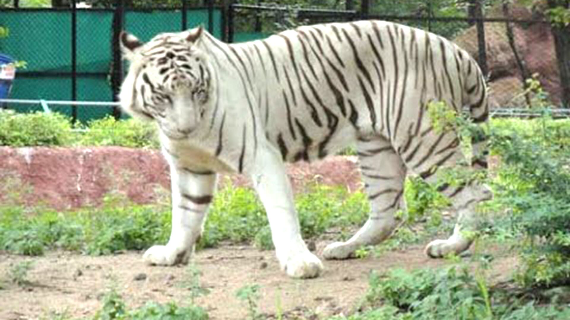 Nehru Zoological Park