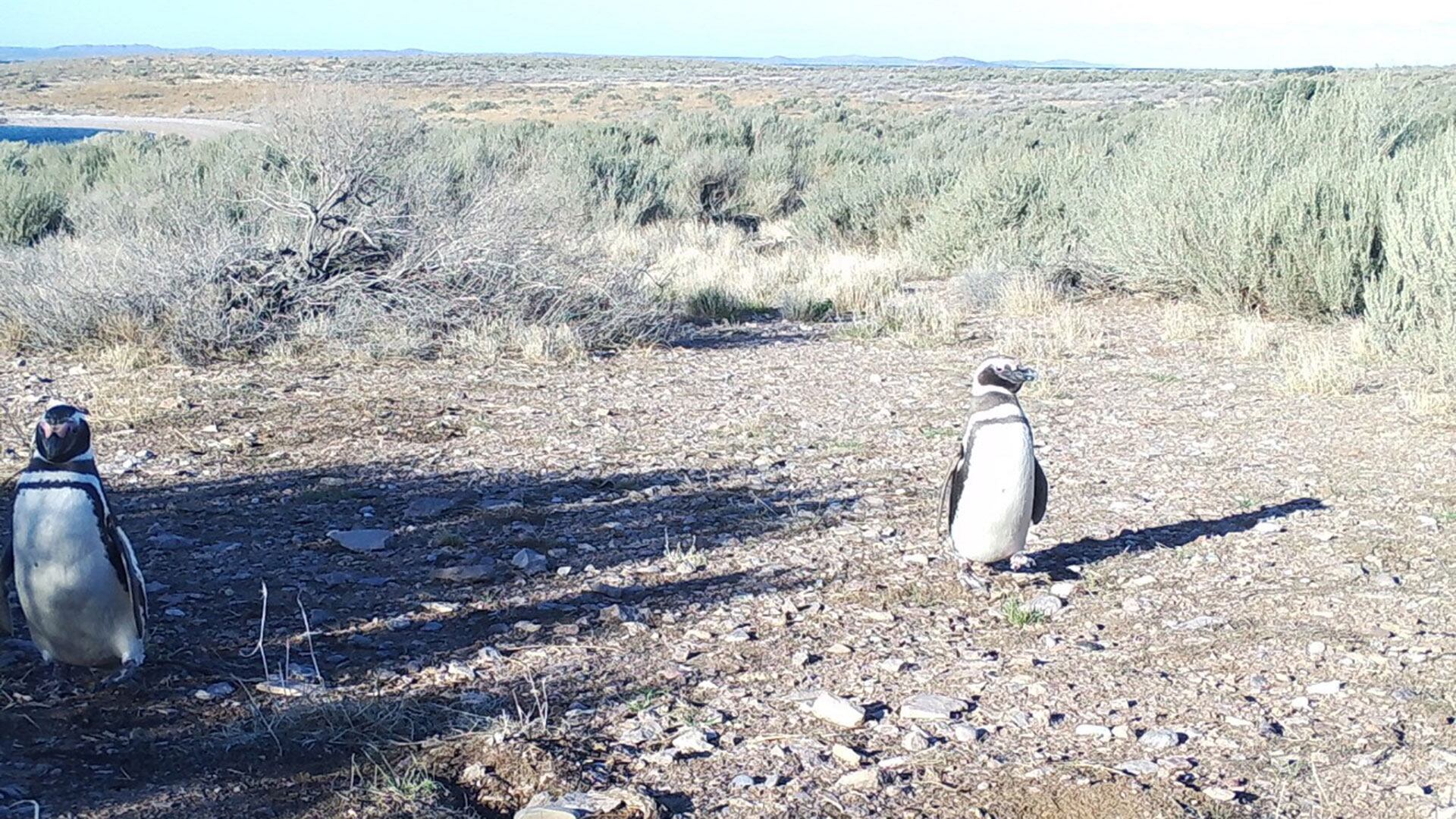 Isla Tova Patagonia gatos