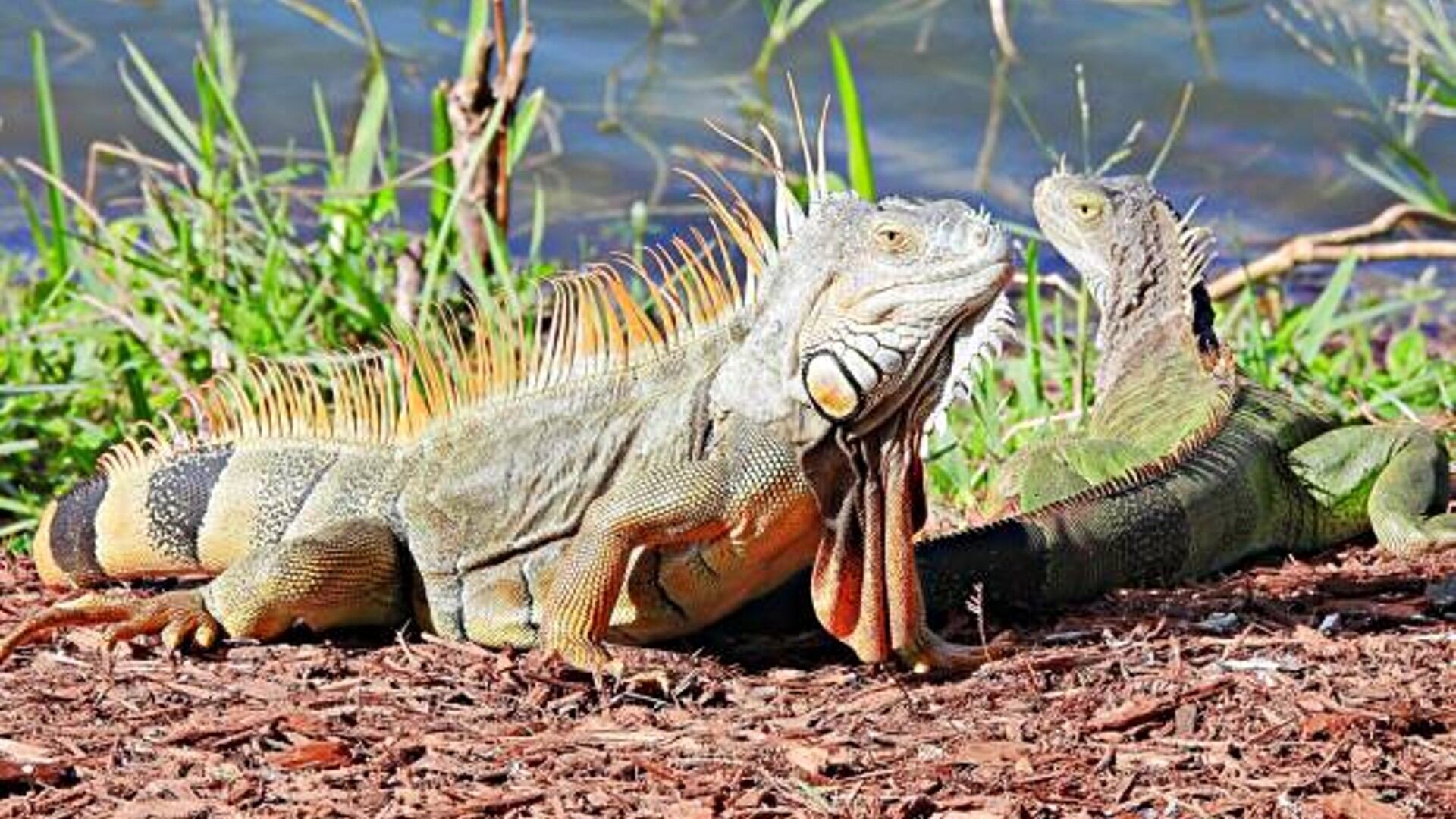 Autoridades de Corpoguajira y la Policía Nacional interceptan carga ilegal de fauna silvestre en San Juan del Cesar - crédito iStock