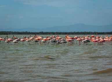 Así se ven los flamencos en el observatorio de aves del departamento - crédito Getty Images