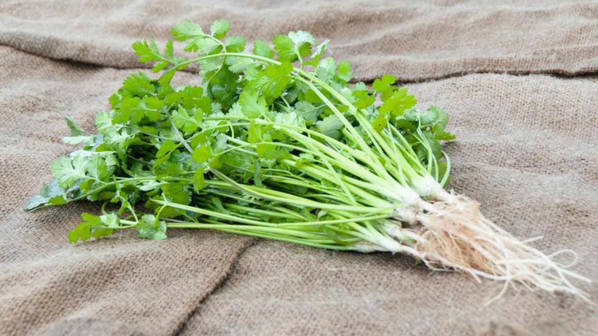 La raíz de cilantro tiene múltiples beneficios. (X/@stuck_word)