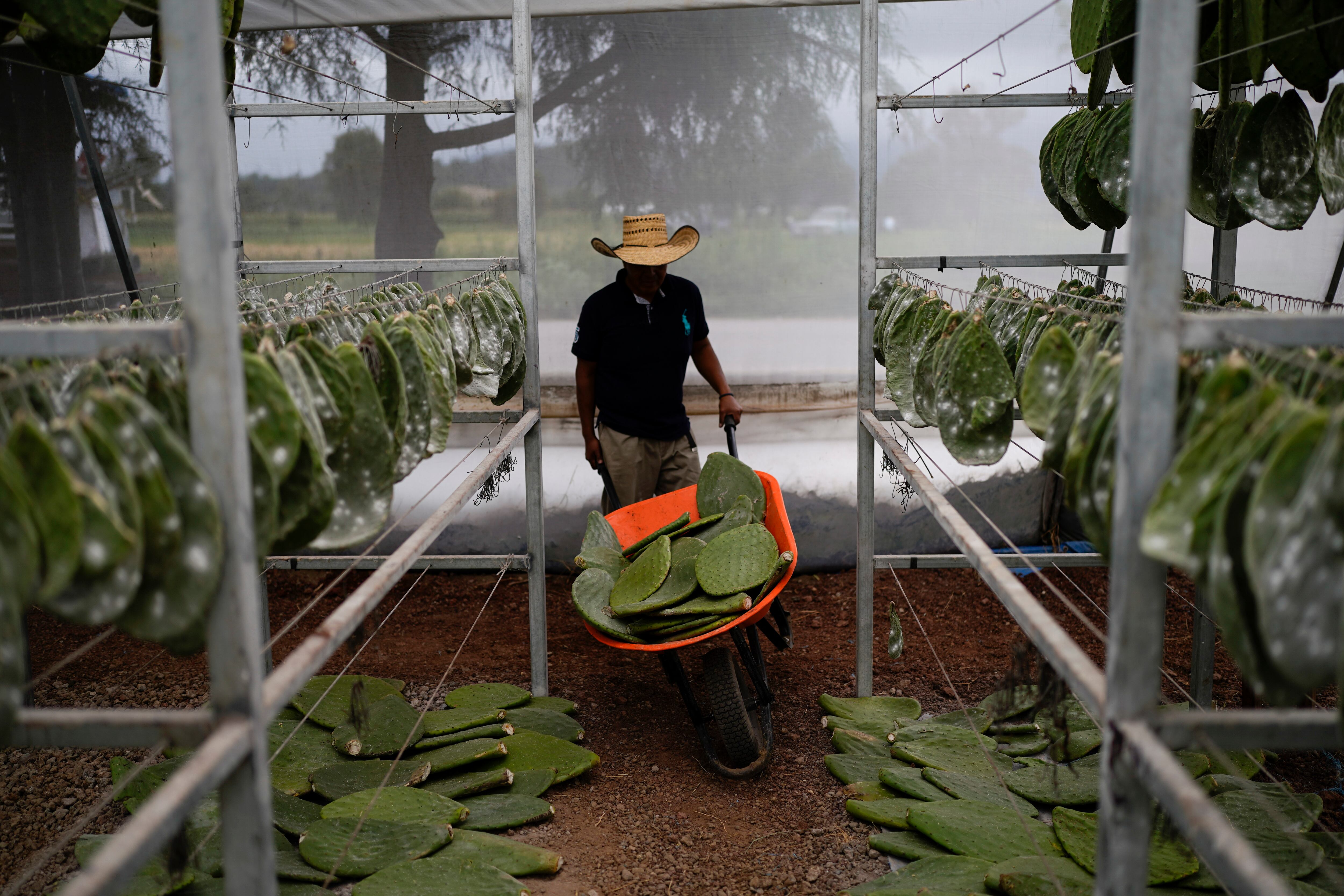 Morelos es la entidad qué más nopales cultivó en 2022 (AP Foto/Eduardo Verdugo)