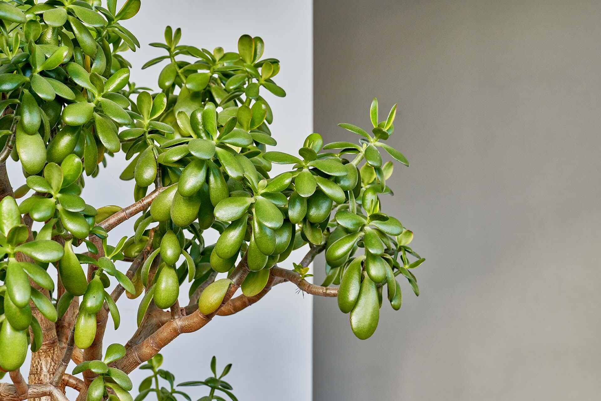 Árbol de jade