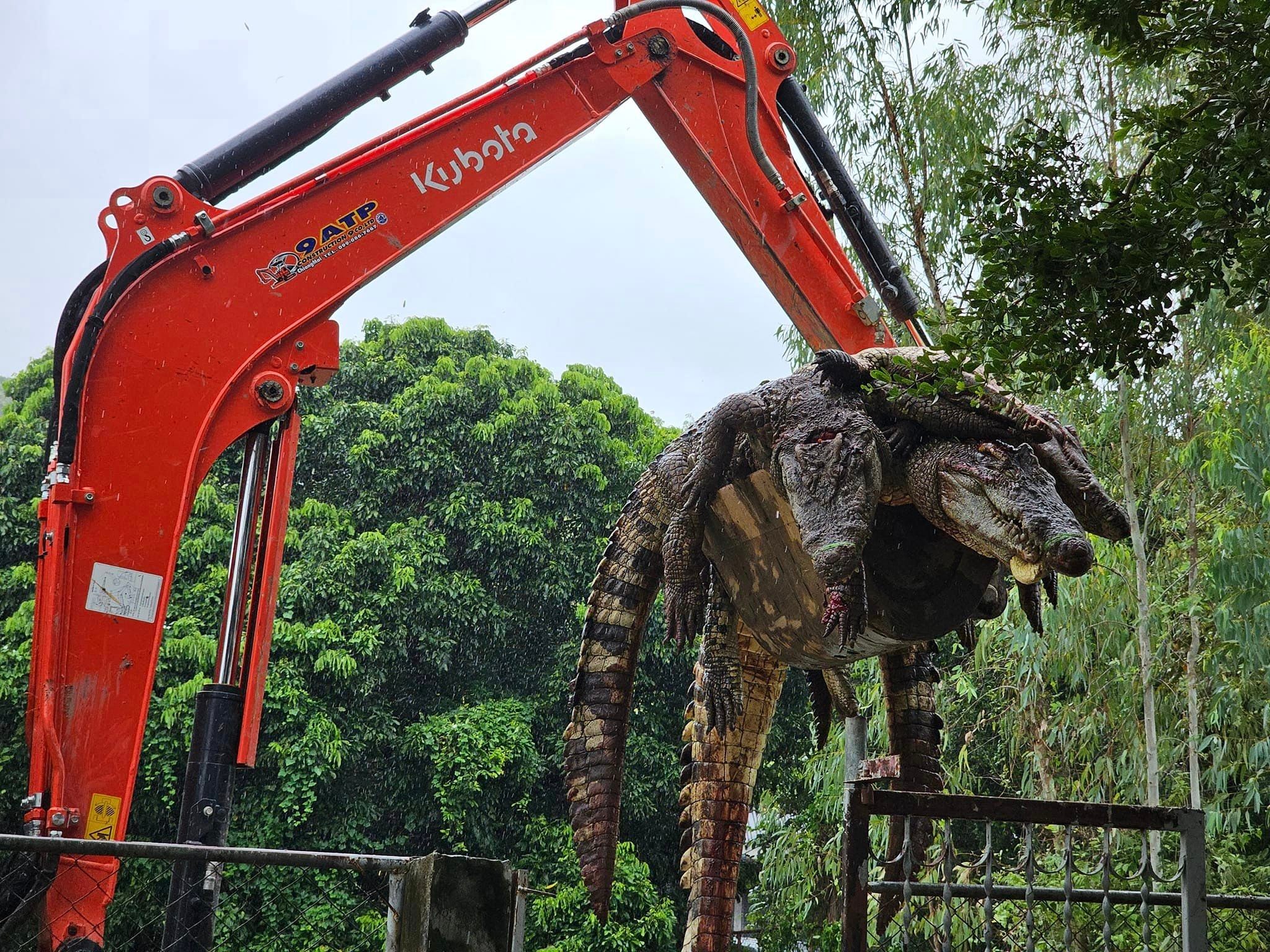 Alarma en Tailandia: las lluvias rompieron el muro de contención de un criadero de cocodrilos 