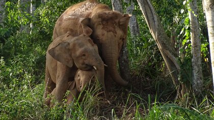 Declararon en peligro de extinción al elefante más pequeño del mundo