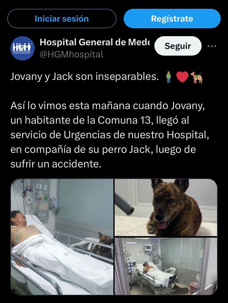 Perrito en Hospital