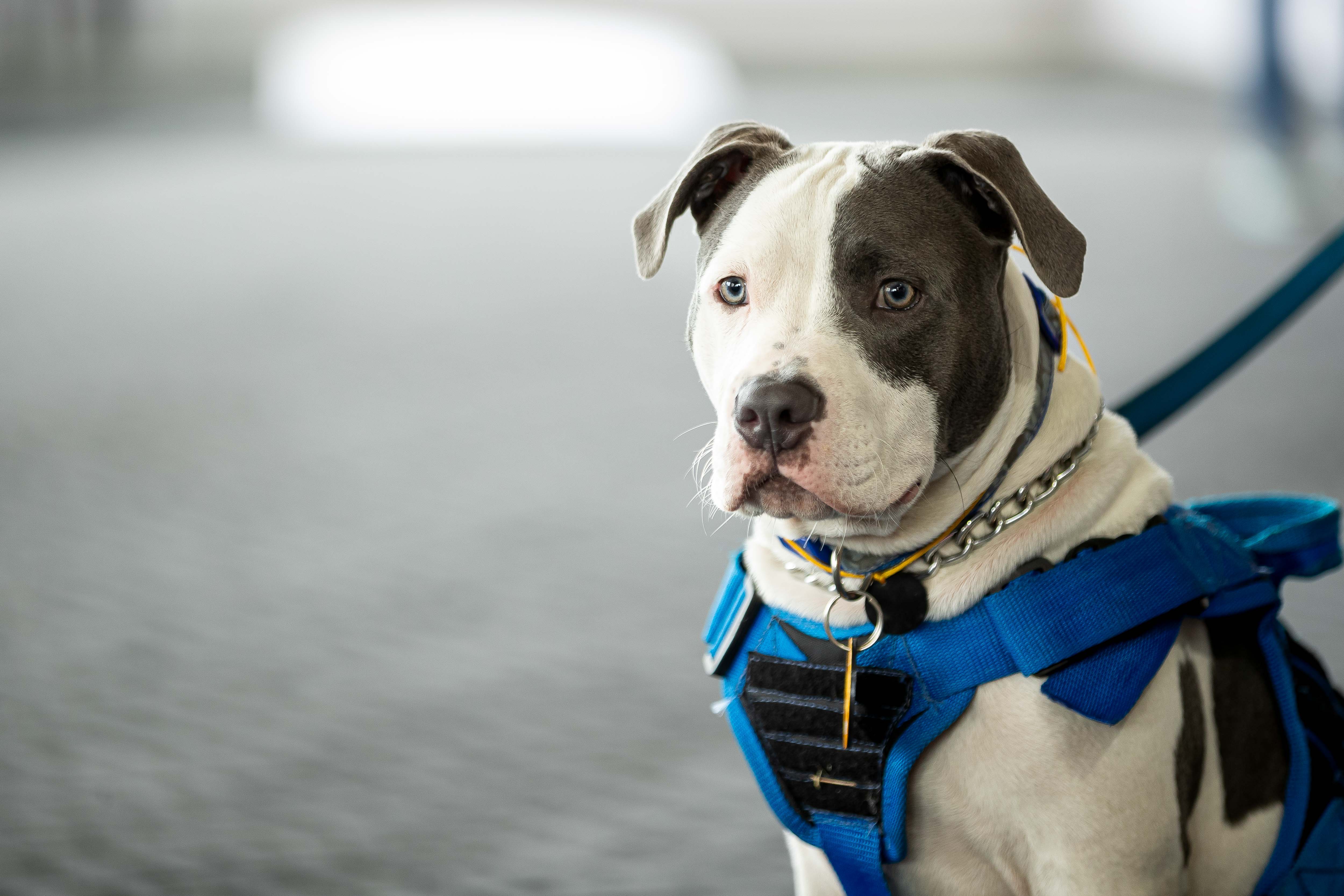 Fotografía de archivo en donde aparece un perro de raza pitbul. (EFE/ Ronald Peña)
