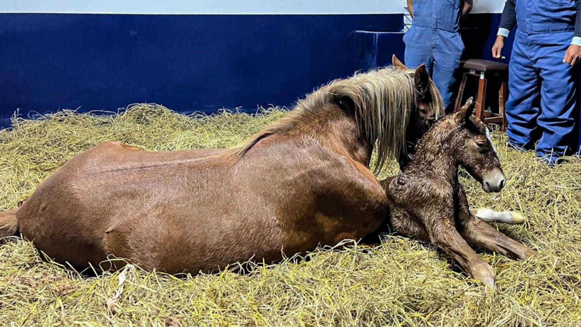 Caballo peruano de paso es clonado en Amazonas. (Foto: Universidad Nacional Toribio Rodríguez de Mendoza)