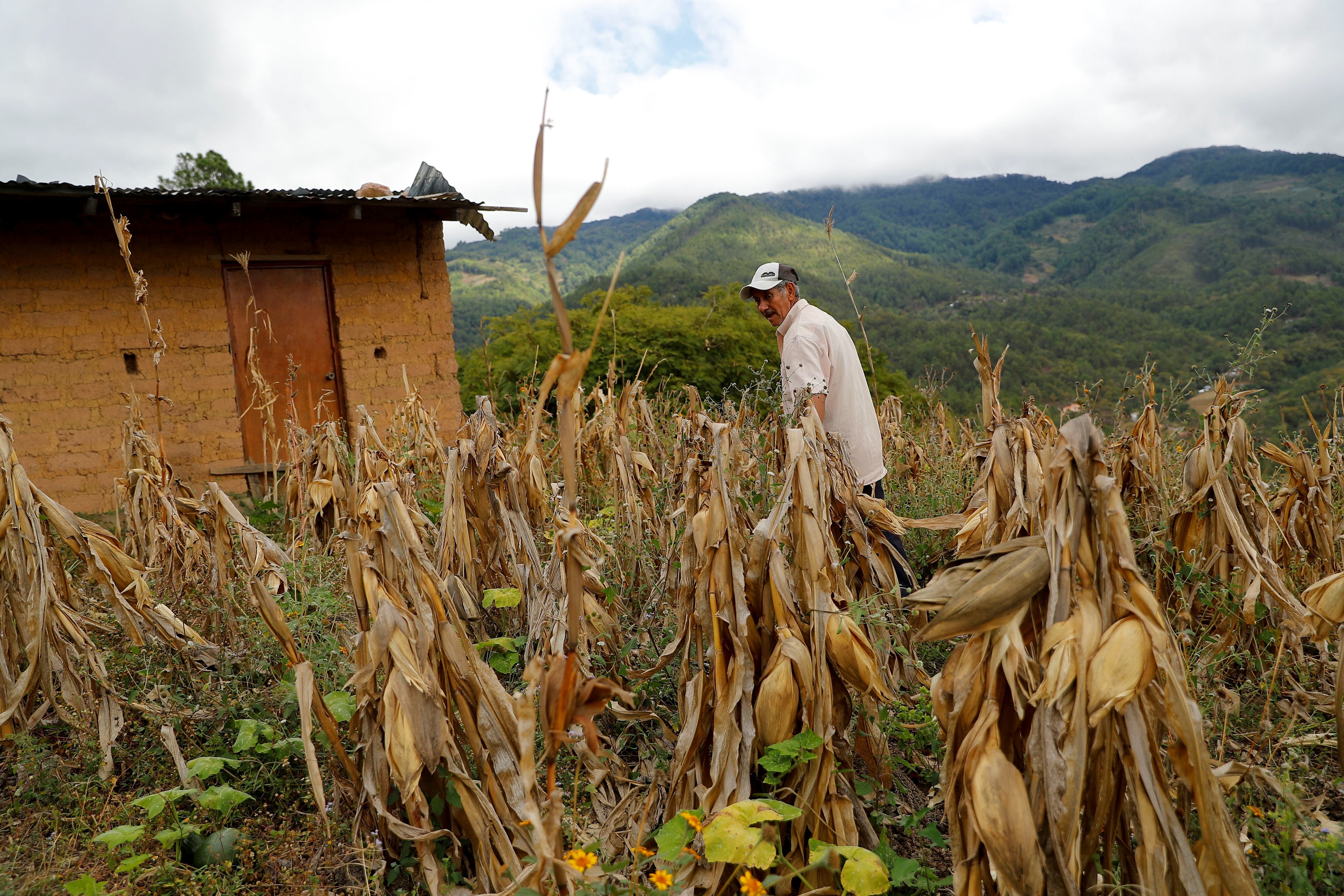 Sector agrícola ha tenido millonarias pérdidas por las fuertes lluvias en Antioquia - crédito Gustavo Amador/EFE