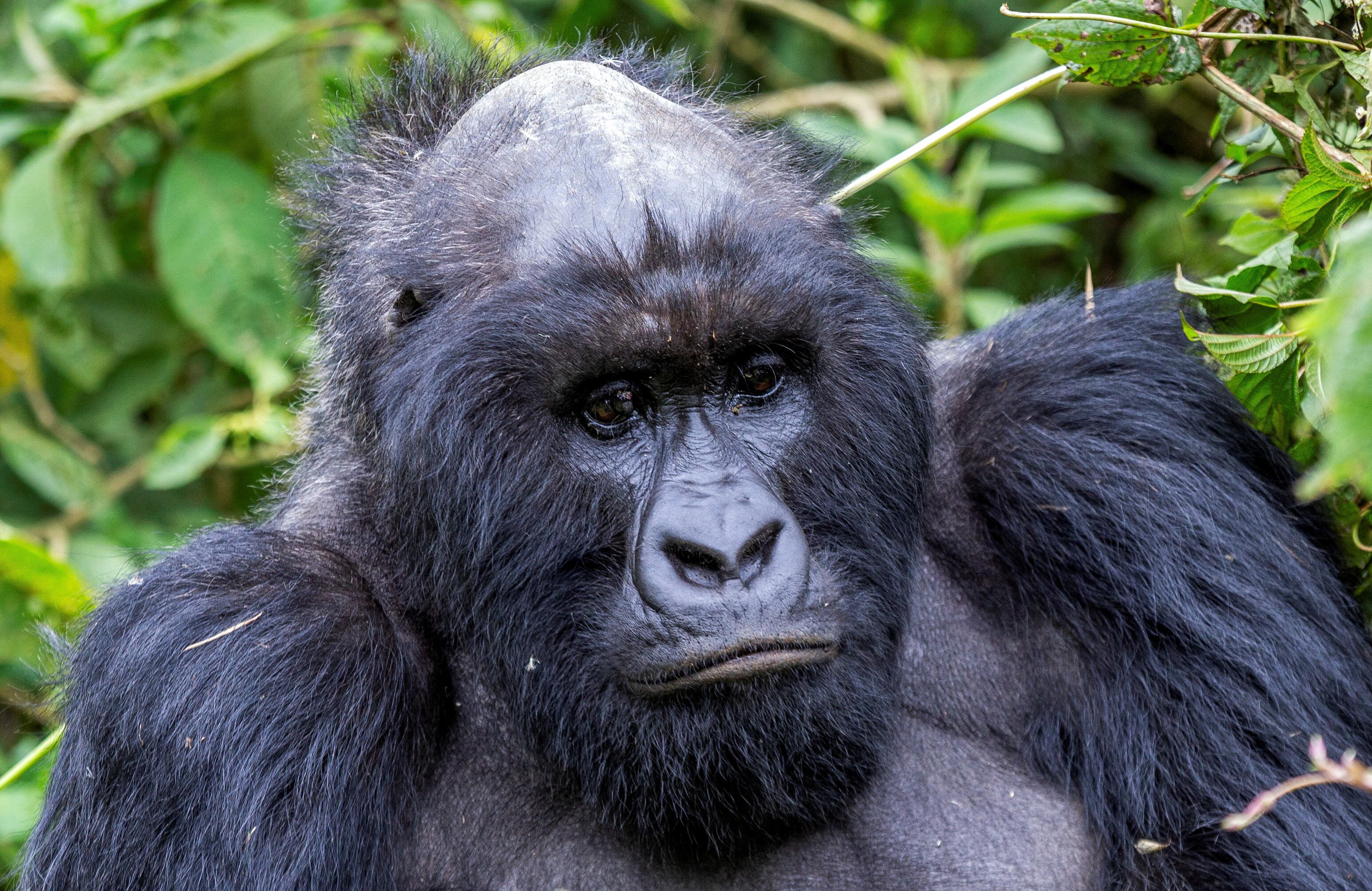 Los esfuerzos de conservación dan sus frutos y ayudan a la permanencia de la especie. (REUTERS/Jean Bizimana)