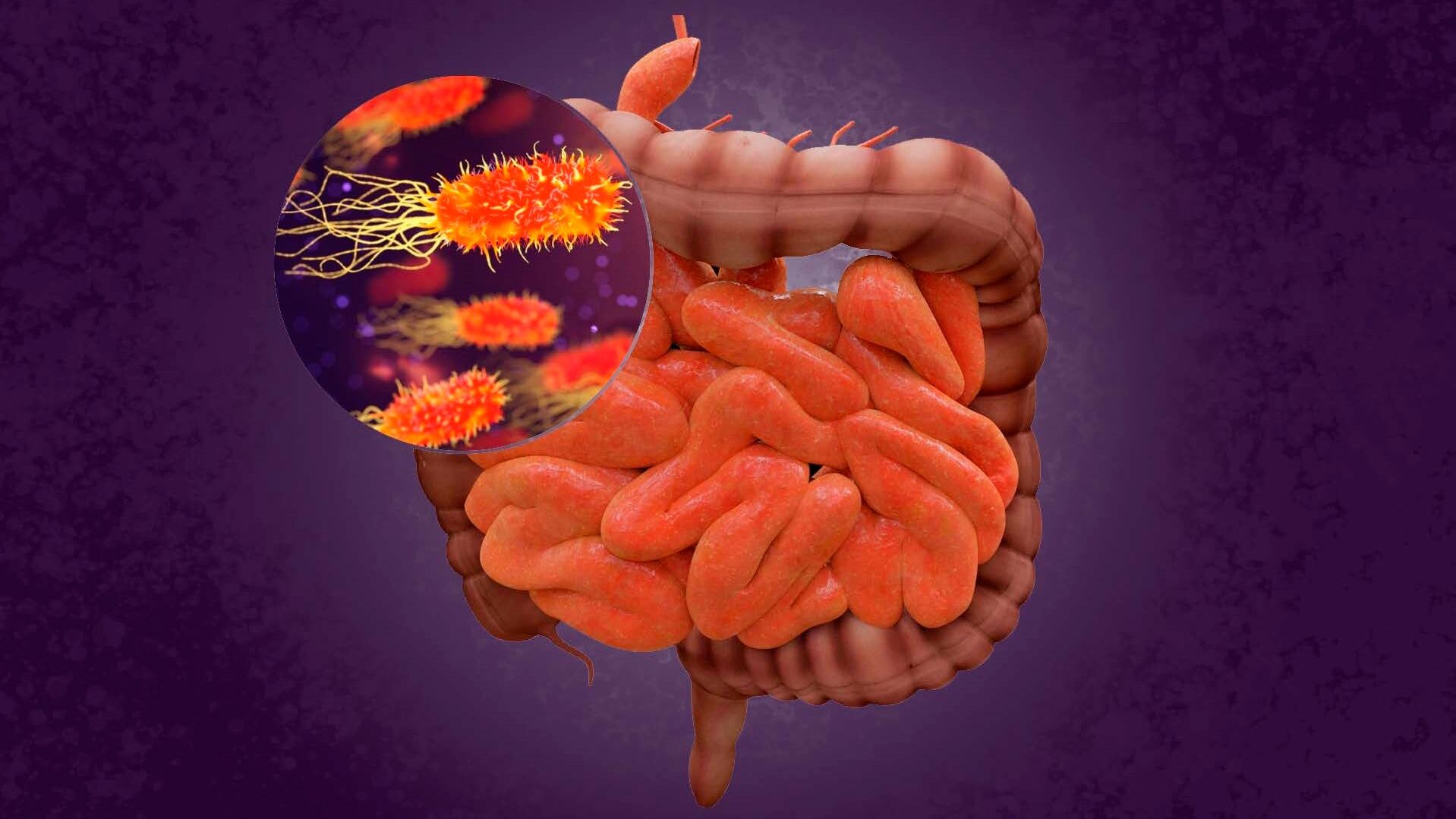 “La microbiota funciona como un órgano endocrino, es un órgano que tiene un papel casi tan importante como el riñón o el hígado”, dice el gastroenterólogo Facundo Pereyra (CSIC/EP)
