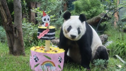 Xin Xin, la única panda gigante en América Latina, cumplirá 34 años de edad en Chapultepec