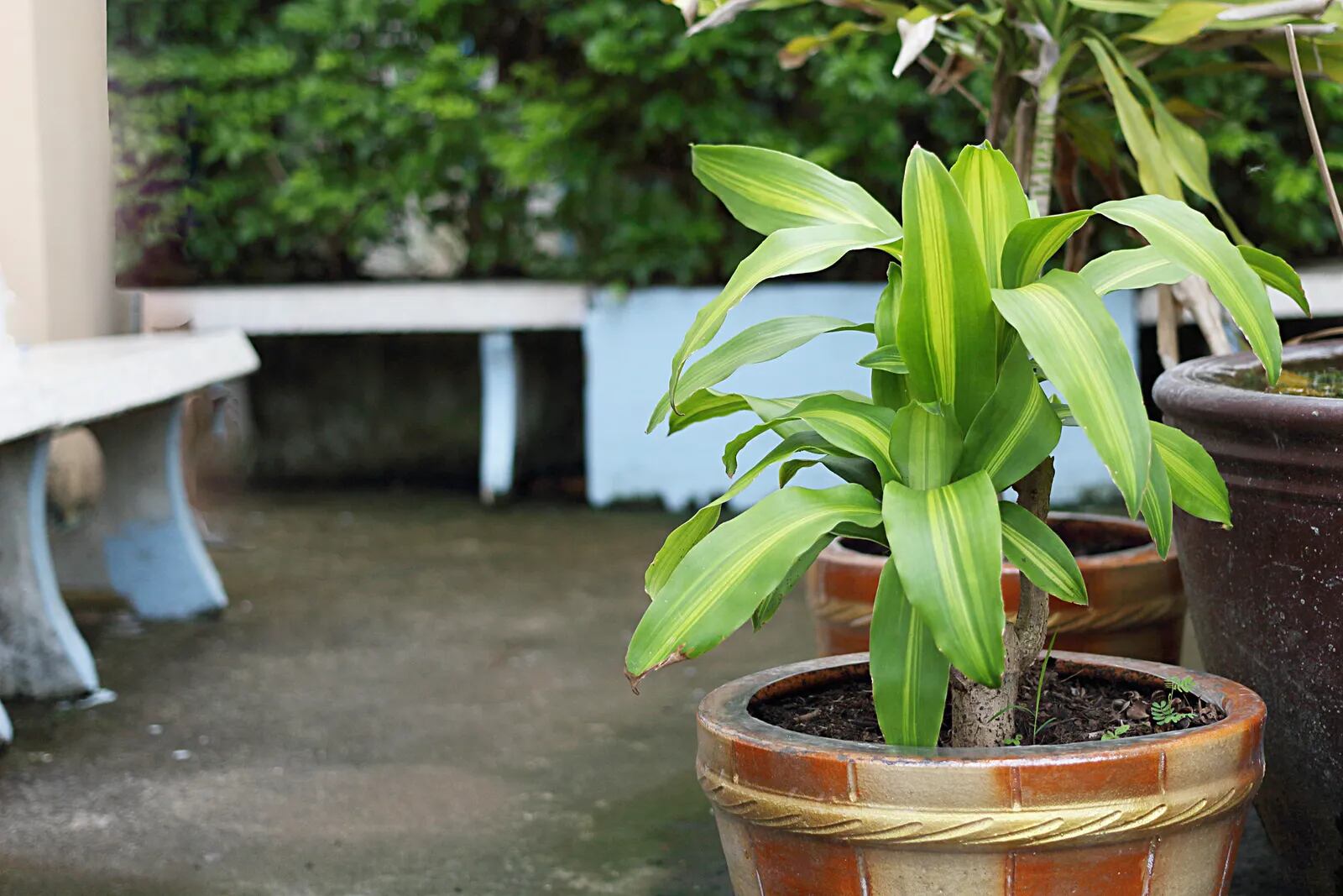 El Palo de Agua, conocido científicamente como Dracaena Fragrans, es valorado por su capacidad para purificar el aire y mejorar el estado de ánimo, convirtiéndose en una joya para cualquier hogar.
Foto: Vacharapong / Getty Images.