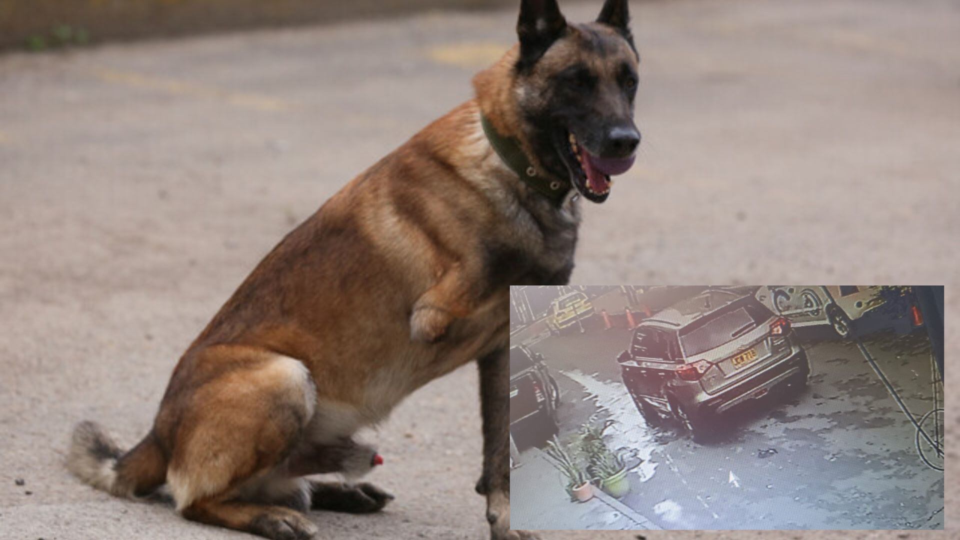 Atropellan perrita en el barrio 7 de Agosto en Bogotá