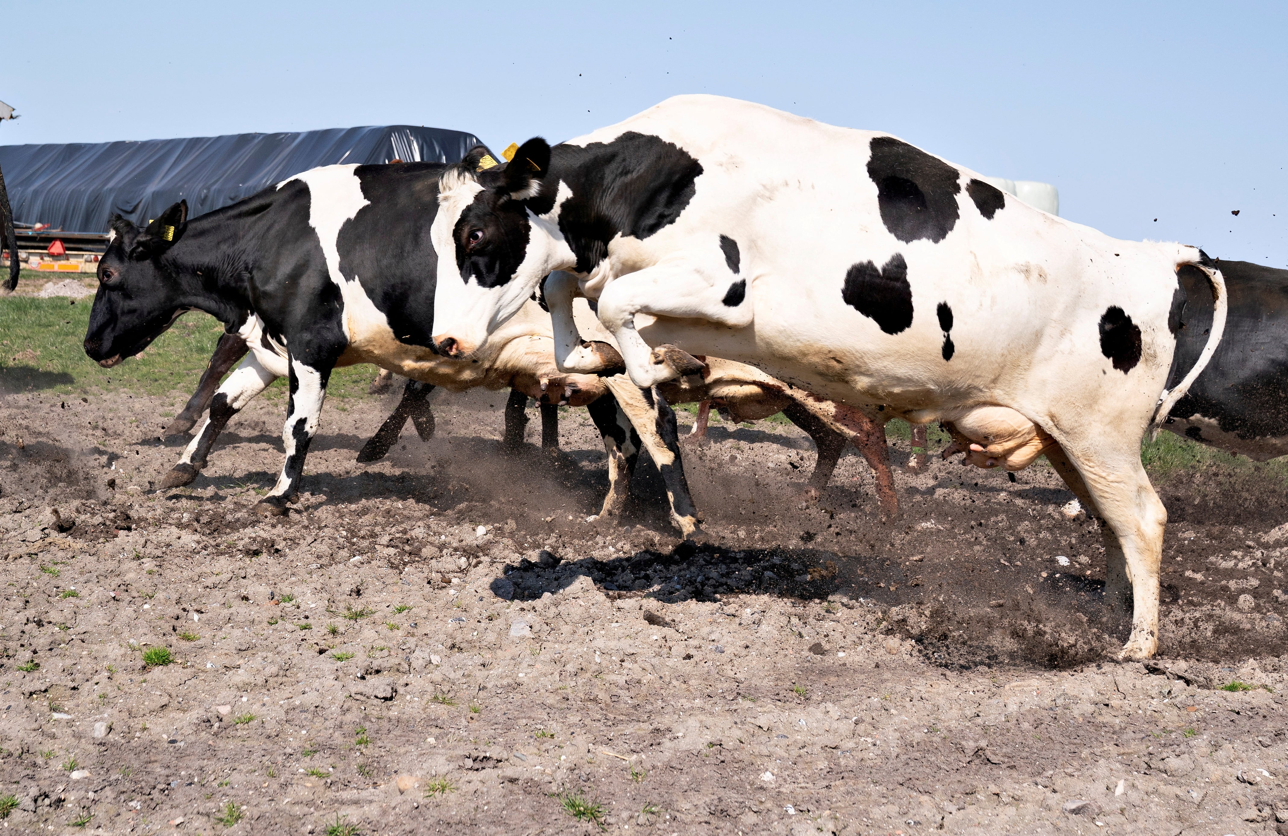 Ganaderos deberán pagar 300 coronas por cada tonelada de dióxido de carbono equivalente que emitan sus animales. (Bagger/Ritzau Scanpix/via REUTERS)