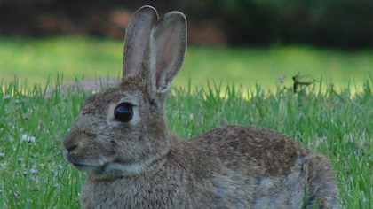 Liebres vs conejos, ¿qué diferencias existen entre los dos animales?