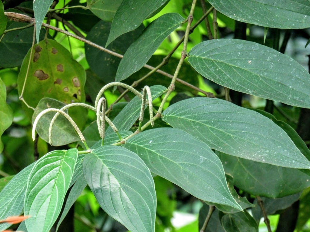 Hojas de la planta medicinal matico (iNaturalist Ecuador)