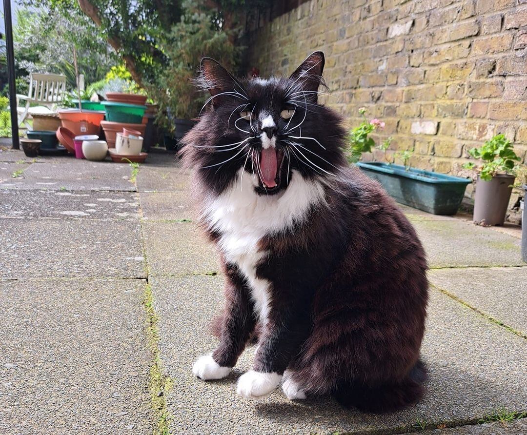 Su importante labor lo hizo acreedor al título de National Cat of the Year de la organización Cats Protection. (Instagram/caritas_westminster)