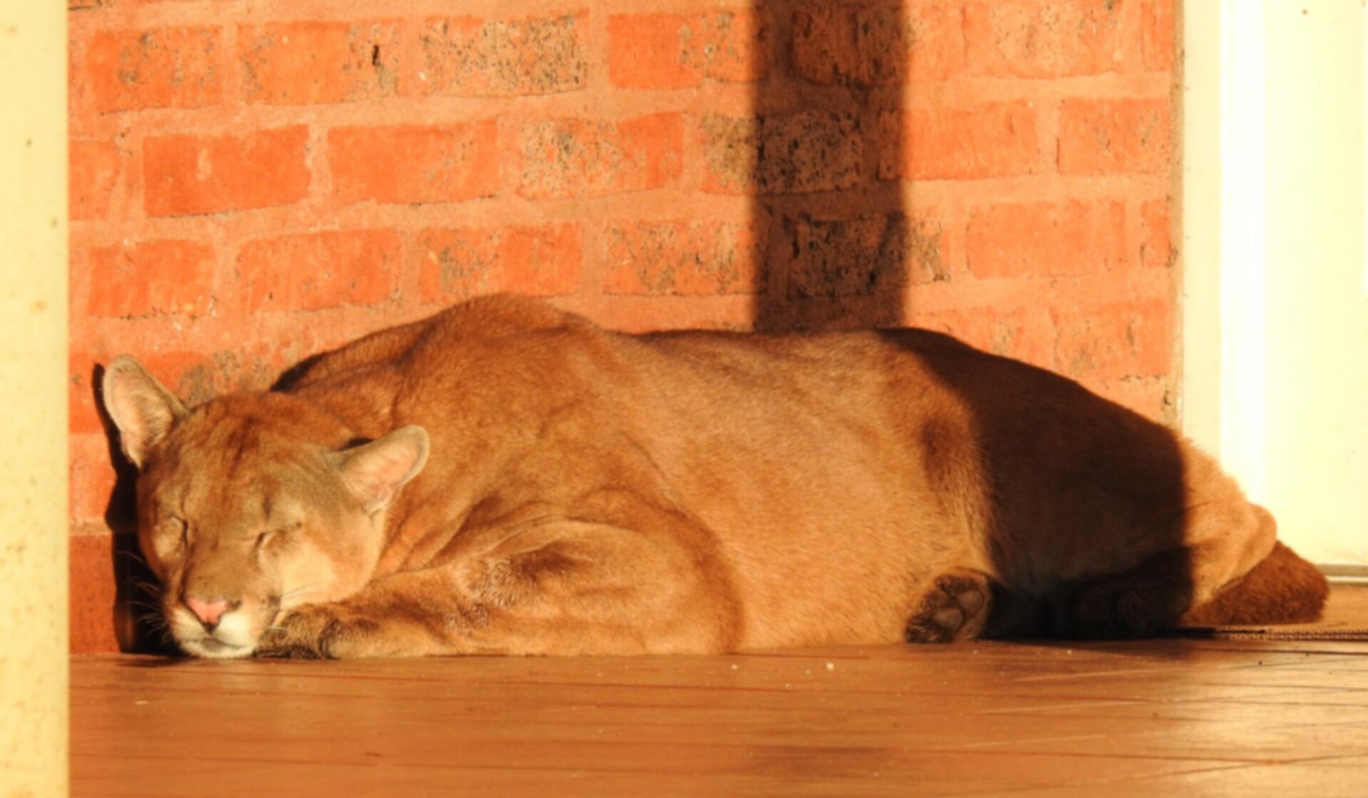 Efectivos de Gendarmería auxiliaron a un puma que estaba extraviado y herido en Corrientes (GNA)