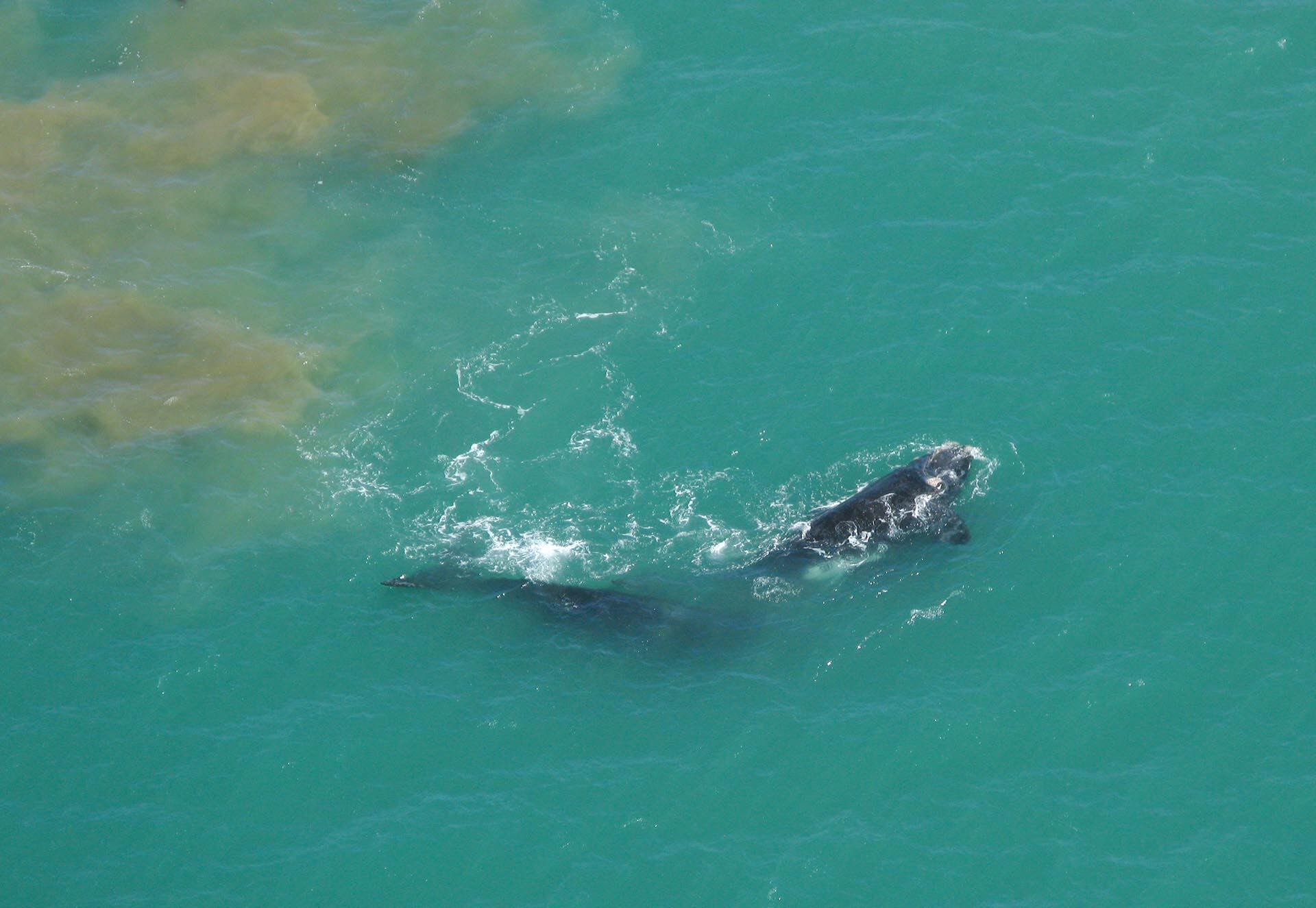 Avistaje de ballenas en Miramar