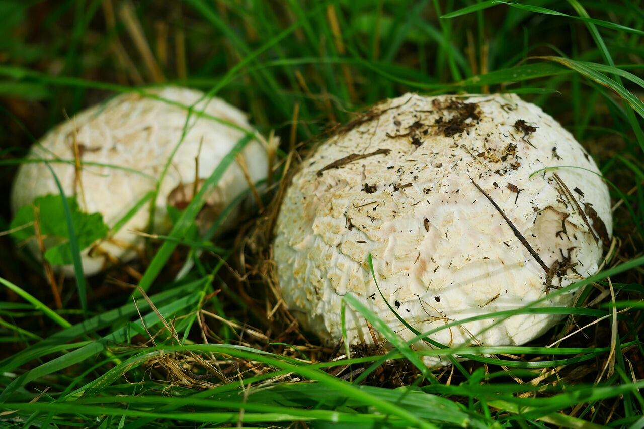 Agaricus arvensis (Pixabay)