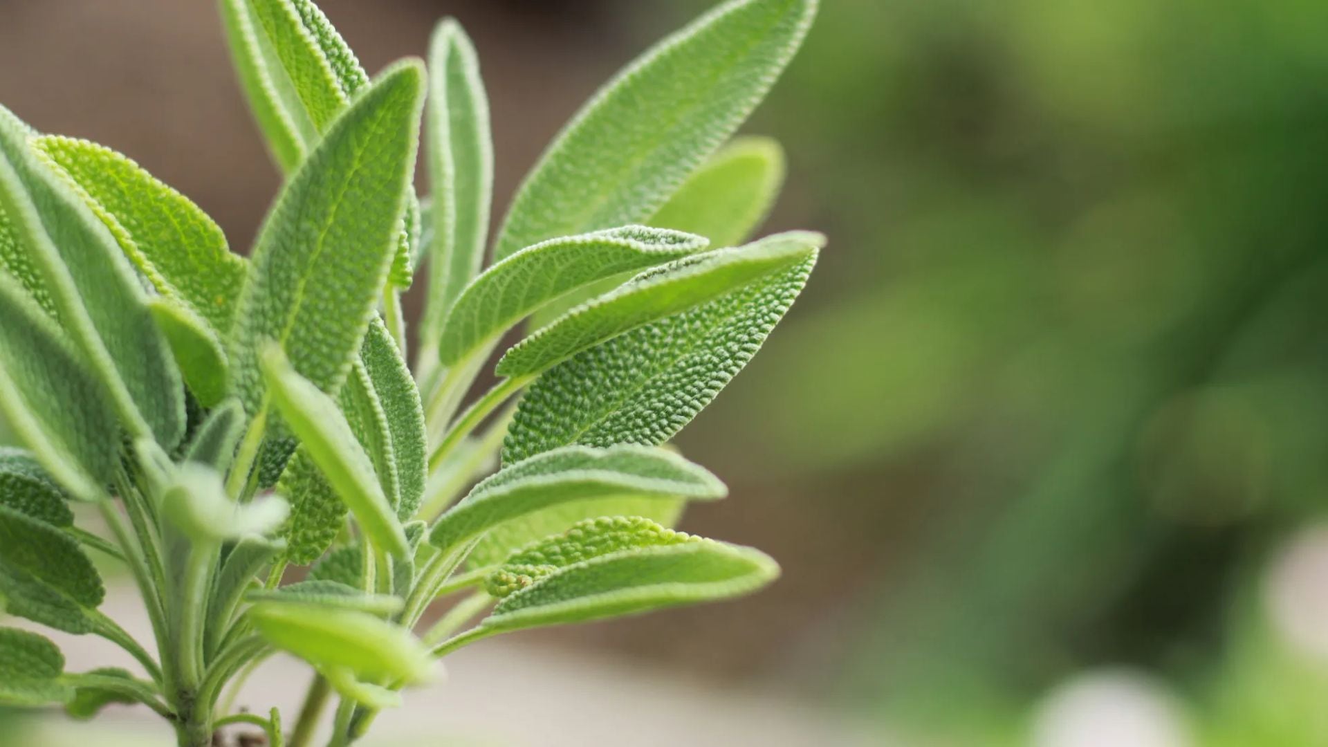 La salvia es conocida científicamente como Salvia officinalis.
Foto: Getty Images