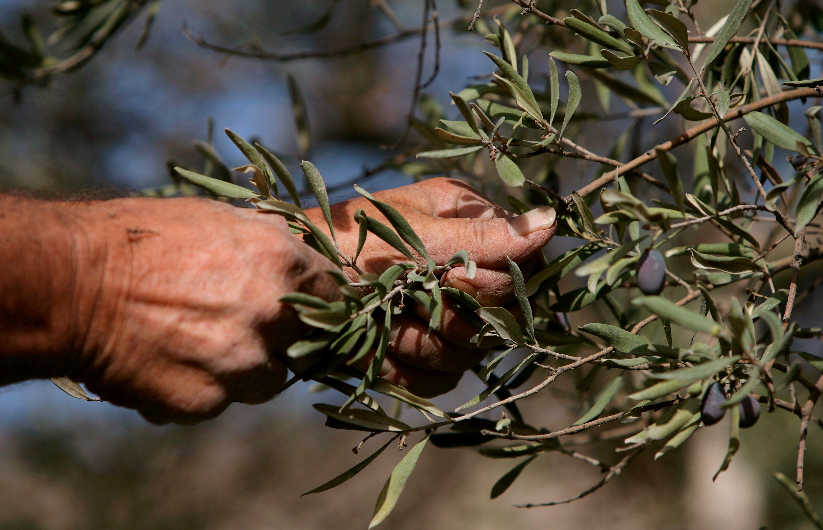 Aceitunas en las ramas de un olivo (EFE/ Atef Safadi)
