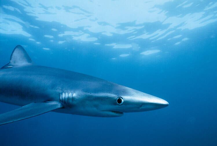 Fotografía de una tintorera o tiburón azul, una de las especies que todavía vive en el Mediterráneo. En estas aguas existen 73 especies diferentes de tiburones y rayas y más de la mitad están en peligro de extinción (WWF)