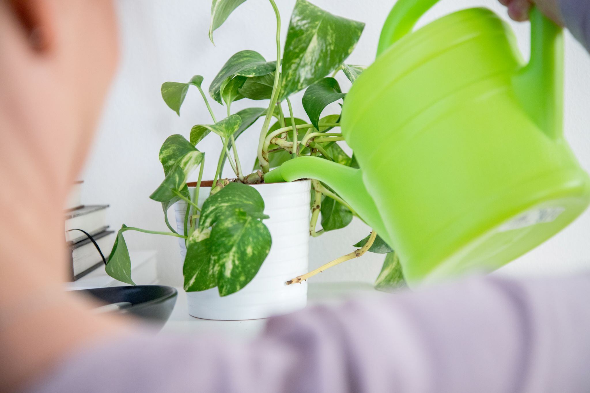 ILUSTRACIÓN - Si a las plantas en maceta se les da demasiada agua, en algún momento pasa el sustrato y se acumula en la maceta. La humedad en torno a las raíces puede hacer que se pudran. Foto: Christin Klose/dpa