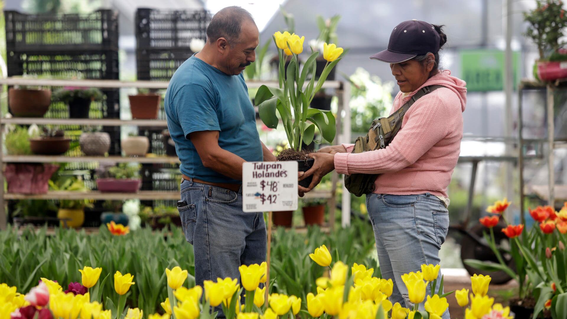 Atlixco, Puebla se convirtió en el principal destino del país por su producción de Tulipanes, donde hacen alrededor de 50 variedades para la venta anual del 14 de febrero.